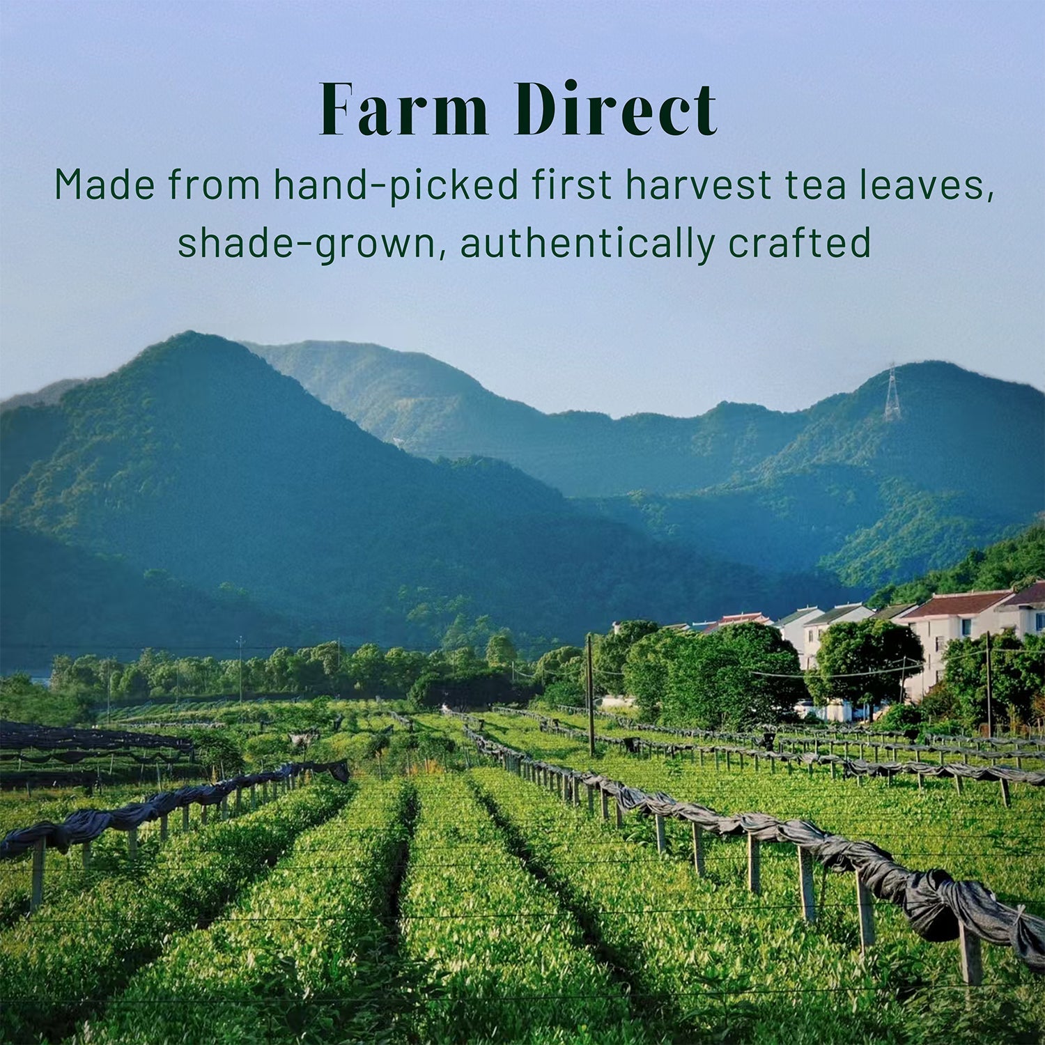 Emerald Select Ceremonial Matcha - ChaYeah